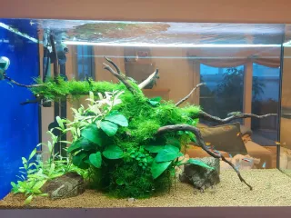 Acuario Oase Styleline 175 Completo