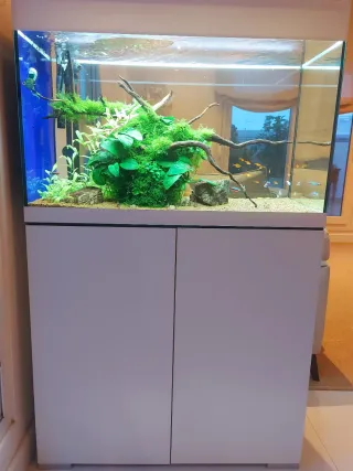 Acuario Oase Styleline 175 Completo