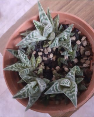 Vendo lote de esquejes con raíz