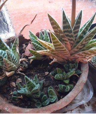 Vendo lote de esquejes con raíz