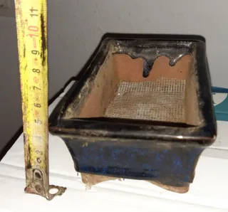 Bonsai Olmo. Con entrega en mano.