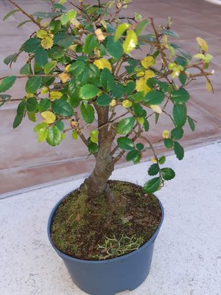Bonsai Olmo. Con entrega en mano.