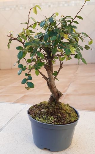 Bonsai Olmo. Con entrega en mano.