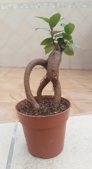Ficus Ginseng Prebonsai. Solo entrega en mano.