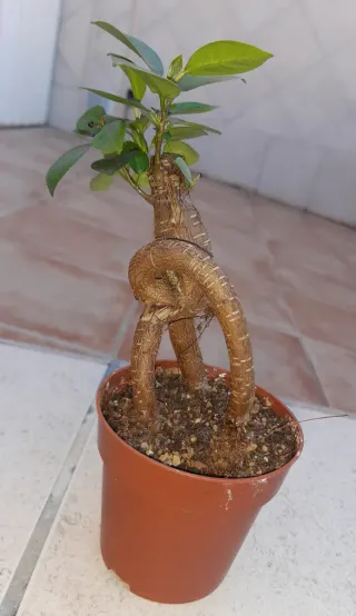 Ficus Ginseng Prebonsai. Solo entrega en mano.