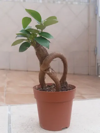 Ficus Ginseng Prebonsai. Solo entrega en mano.
