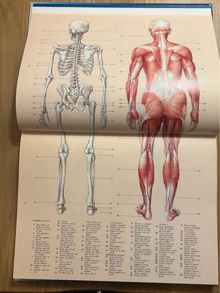 Anatomía, perspectiva y composición para el art...