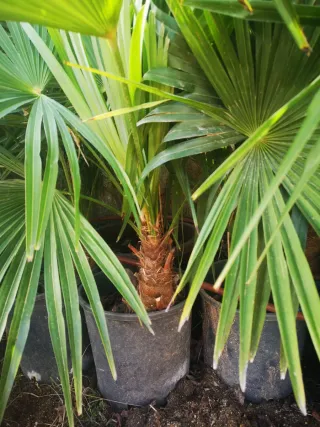 Plantas de Palmera en Maceta