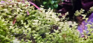 Micranthemum tweediei 'Monte Carlo' planta acuátic