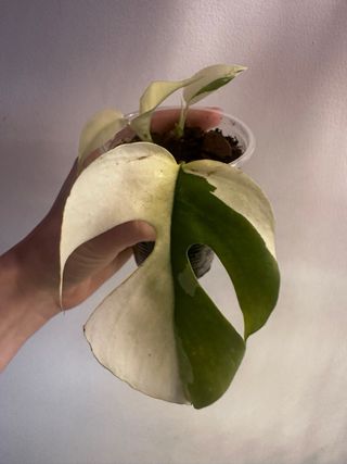 Rhaphidophora Tetrasperma Variegata