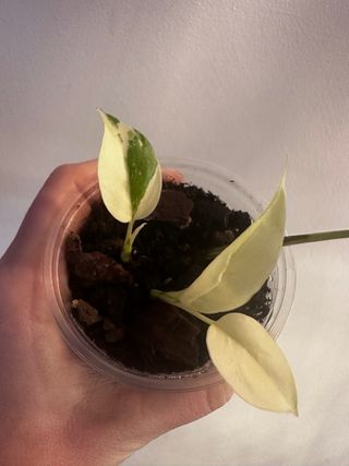 Rhaphidophora Tetrasperma Variegata