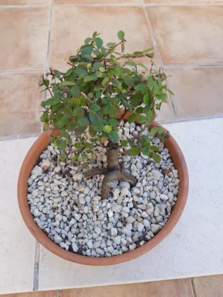 Bonsái olmo. Maceta terracota. Solo en persona