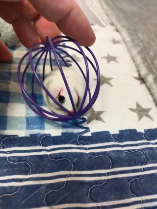 8 Ratoncitos de peluche para gatos y otro.