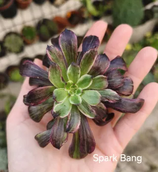Aeonium Spark Bang