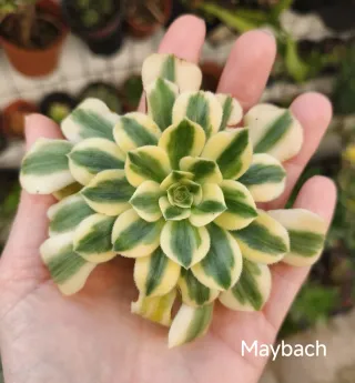 Aeonium Maybach