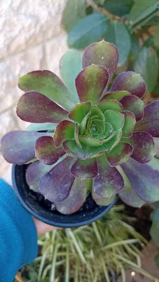 Aeonium decorum Atripurperium