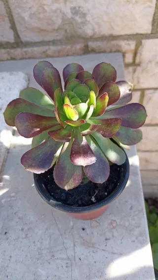 Aeonium decorum Atripurperium