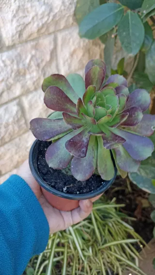 Aeonium decorum Atripurperium