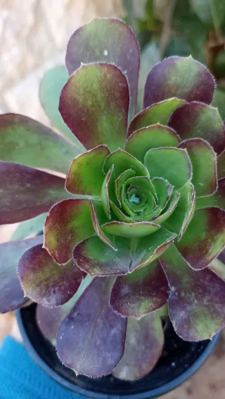 Aeonium decorum Atripurperium