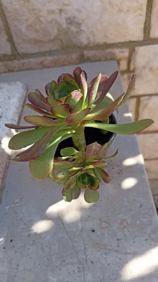 Aeonium decorum Atripurperium