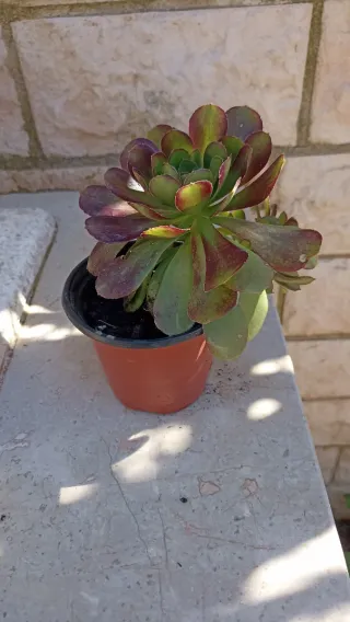 Aeonium decorum Atripurperium