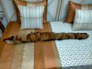 Cuello de zorro distintivo