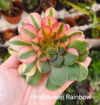 Aeonium Halloween Rainbow