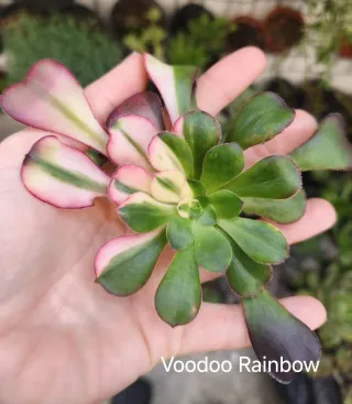 Aeonium Voodoo Rainbow