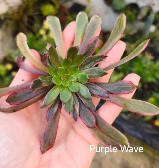 Aeonium Purple Wave