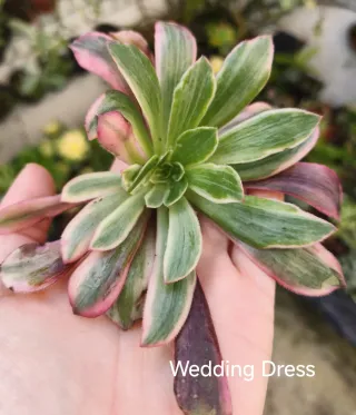 Aeonium Wedding Dress *RARA*