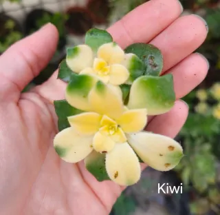 Aeonium Kiwi
