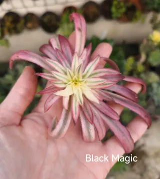 Aeonium Black Magic