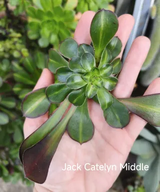 Aeonium Jack Catlyn Midle *INCOMUN*