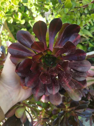 Aeonium Jack Catlyn Midle *INCOMUN*