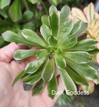 Aeonium Dark Goddess