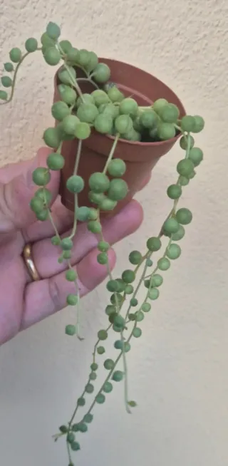 Pianta Senecio rowleyanus - Rosario