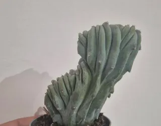 Myrtillocactus Geometrizans Crestata