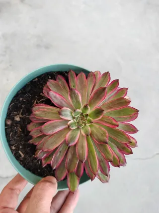Aeonium Black Magic
