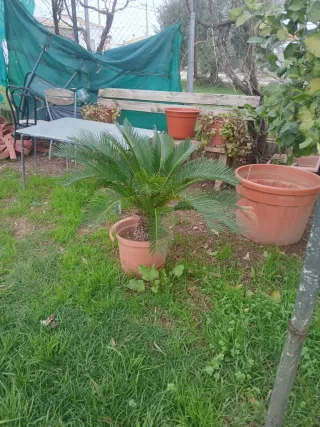 Palmeras varios precios grande 200,150,100