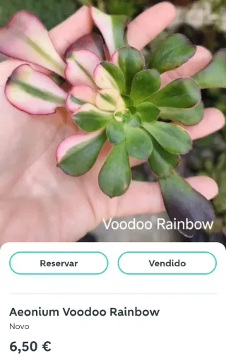 Conjunto RM. Aeoniuns