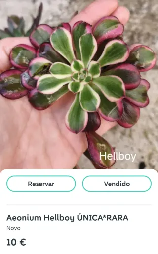 Conjunto RM. Aeoniuns