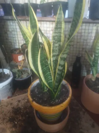 Planta Sansevieria Trifasciata