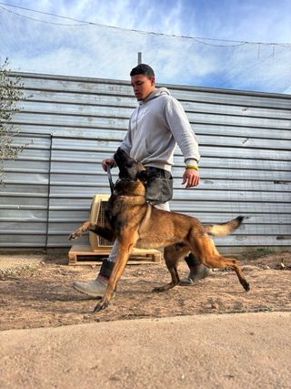 Adiestramiento canino, paseos y guardería .