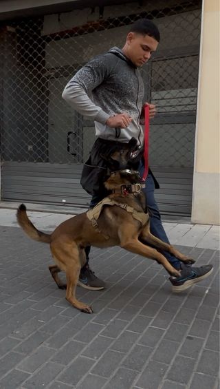 Adiestramiento canino, paseos y guardería .