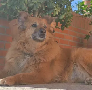 Paseador Perros Torrejón de Ardoz