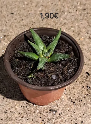 Planta Mirra 2,20€