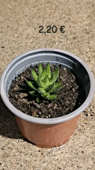 Planta Mirra 2,20€