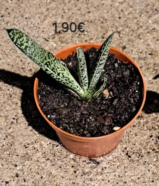 Planta Mirra 2,20€