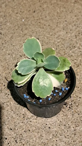 Planta Mirra 2,20€