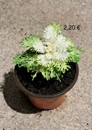 Planta Mirra 2,20€